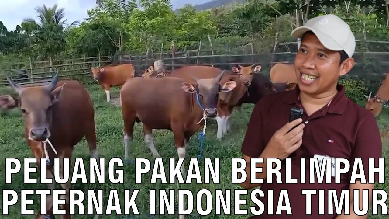 
                                 Peluang-Pakan-Berlimpah-Peternak-Sapi-Indonesia-Timur